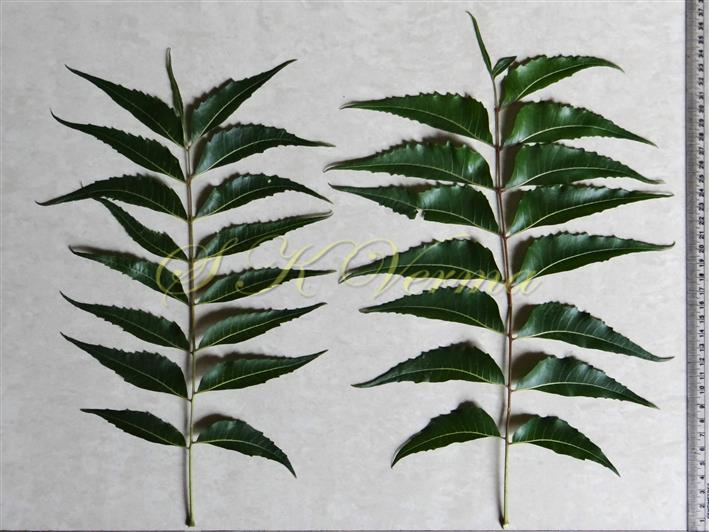  Leaves